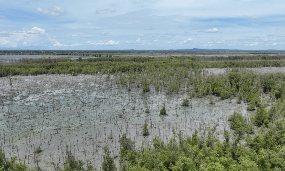 Bukit Asam, Konservasi Pesisir, PTBA, Tanam 40 Ribu Bibir Mangrove , Lampung Timur.