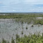 Bukit Asam, Konservasi Pesisir, PTBA, Tanam 40 Ribu Bibir Mangrove , Lampung Timur.