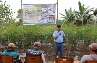 Panen Cabai dan Kerja Sama Bisnis Baru, Bukti Transformasi PETI Berjalan Sukses di Desa Darmo.