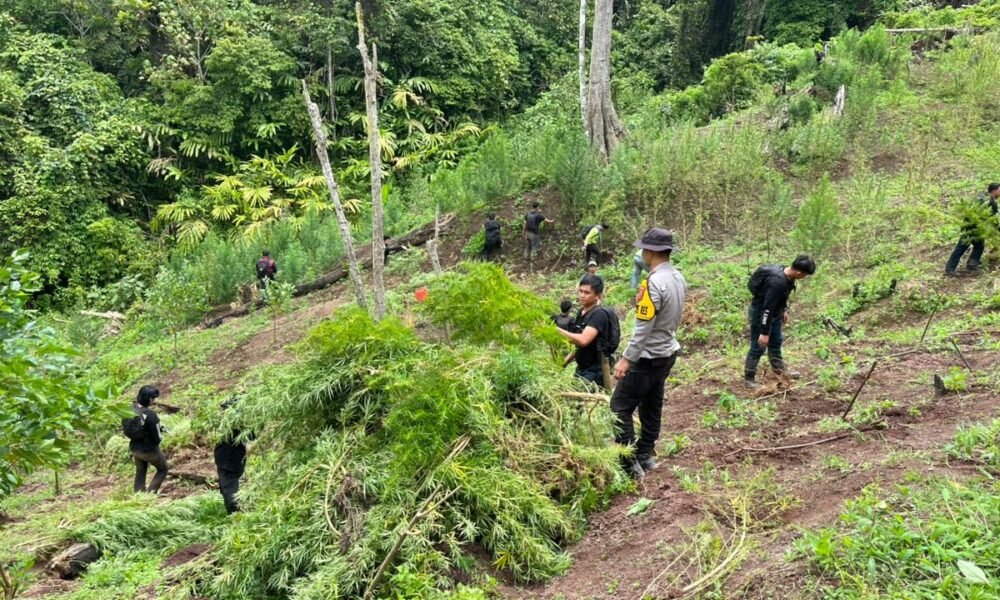 Temukan 3 Hektare Ladang Ganja di Empat Lawang, Polisi Sempat Dihadang Massa