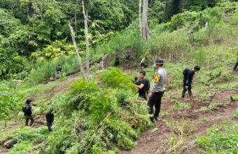 Temukan 3 Hektare Ladang Ganja di Empat Lawang, Polisi Sempat Dihadang Massa