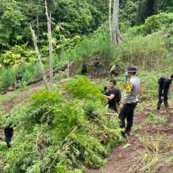 Temukan 3 Hektare Ladang Ganja di Empat Lawang, Polisi Sempat Dihadang Massa Temukan 3 Hektare Ladang Ganja di Empat Lawang, Polisi Sempat Dihadang Massa
