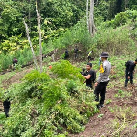 Temukan 3 Hektare Ladang Ganja di Empat Lawang, Polisi Sempat Dihadang Massa Temukan 3 Hektare Ladang Ganja di Empat Lawang, Polisi Sempat Dihadang Massa