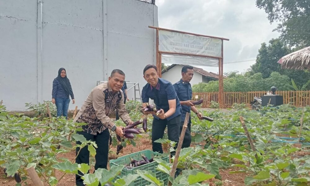 Tak Hanya Pembinaan Mental, Rutan Palembang Bekali Warga Binaan Tanam Terong di SAE