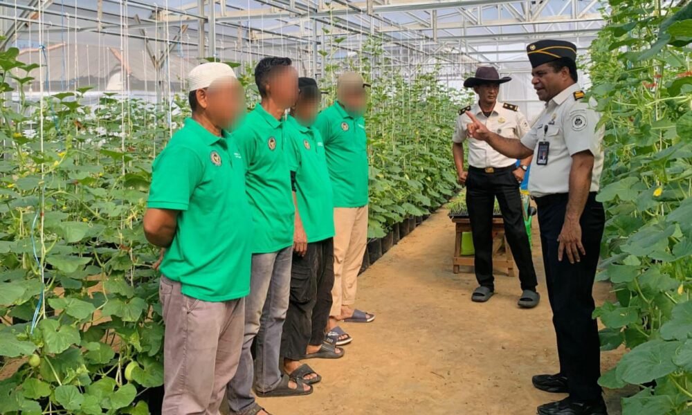 Sukses Panen Perdana, Rutan Palembang Lanjutkan Penanaman Melon Tahap Kedua