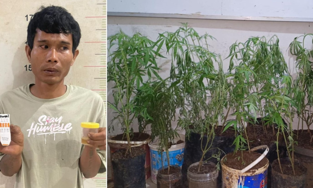 Petani di Empat Lawang Tanam Ganja di Dapur Rumah Berujung Diringkus Polisi