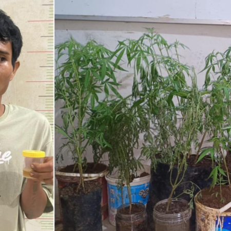 Petani di Empat Lawang Tanam Ganja di Dapur Rumah Berujung Diringkus Polisi Petani di Empat Lawang Tanam Ganja di Dapur Rumah Berujung Diringkus Polisi