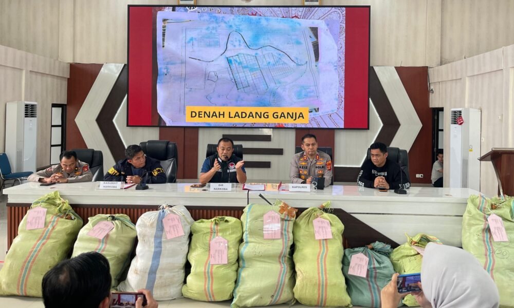 Bongkar Ladang Ganja di Empat Lawang, Polda Sumsel Sita 220 Kg Ganja, Jaringan Lintas Provinsi hingga Jawa