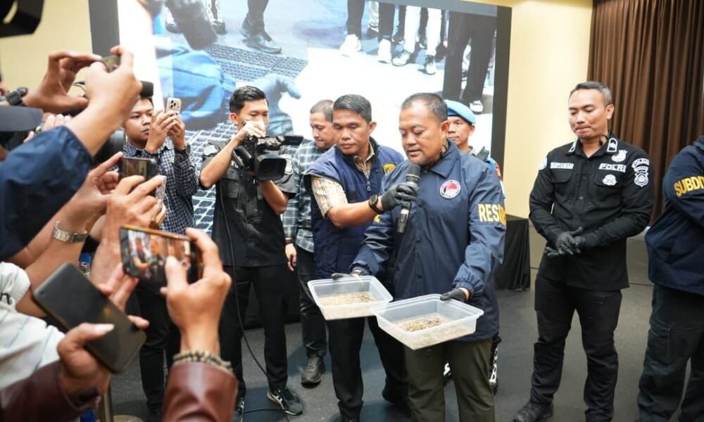 Sindikat Ladang Ganja 20 Hektar di Empat Lawang Dibongkar, 220 Kg Ganja Disita