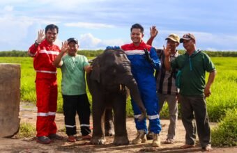 Jaga Gajah Sumatera, Kilang Plaju Rawat Warisan Alam Sumsel