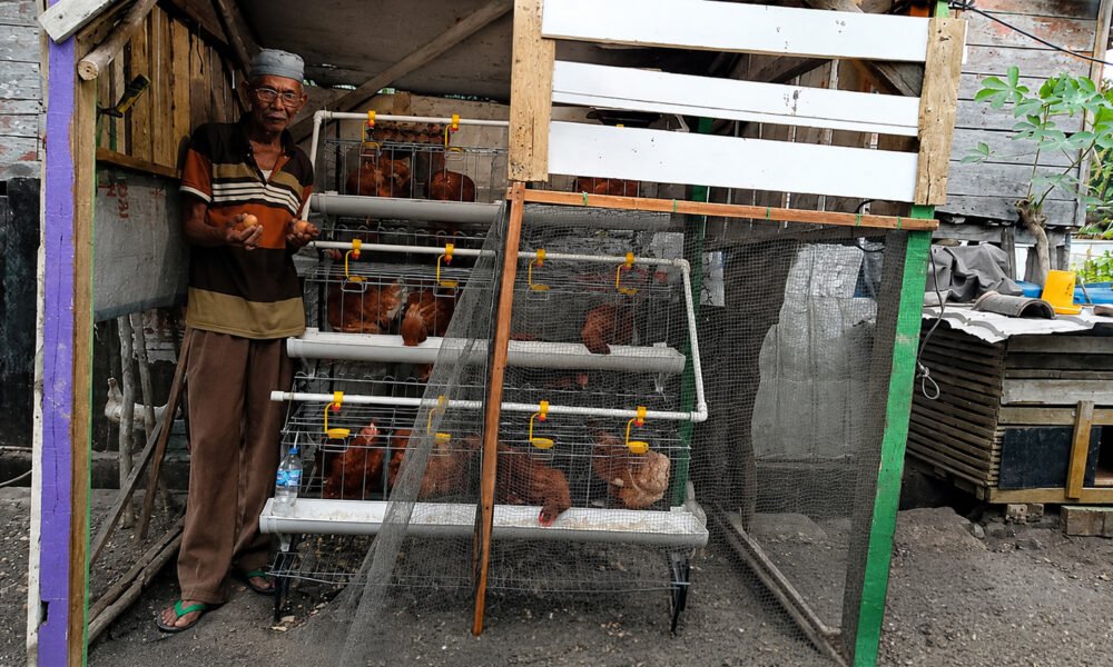PTBA Dorong Ekonomi Warga Lahat, Ayam Bantuan Mulai Bertelur