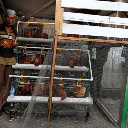 PTBA Dorong Ekonomi Warga Lahat, Ayam Bantuan Mulai Bertelur