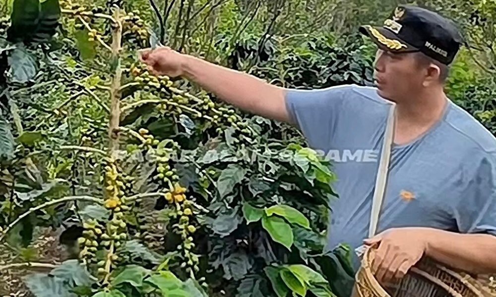 Kopi Pagar Alam Tembus Barcelona 2026, Robusta Masuk 20 Besar Nasional